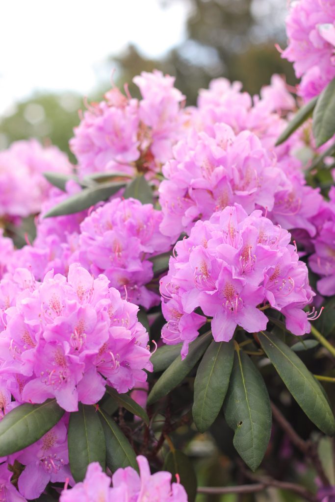Rhododendron in Pink